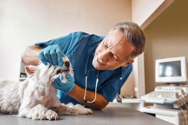 Best 24-Hour Emergency Dentist in Woodbury Center, CT